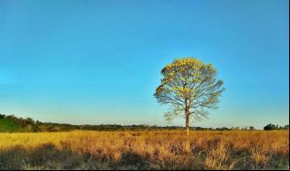 Foto: Castanheira News
